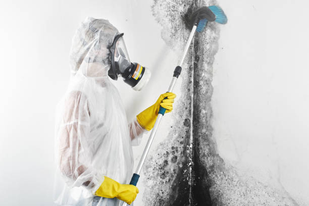 Professional Mold Removal in Drexel Hill, PA